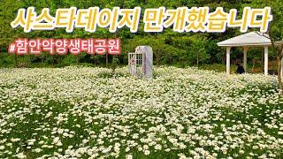 하얀 물결의 샤스타데이지가 만개한 함안악양생태공원 #샤스타데이지 #악양생태공원 #함안가볼만한곳 #봄꽃나들이장소