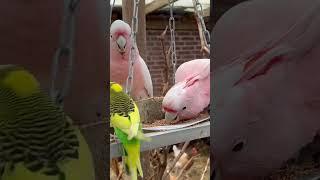 Mix Aviary Birds | Finches | Parrots | Partridge | Bird Sounds