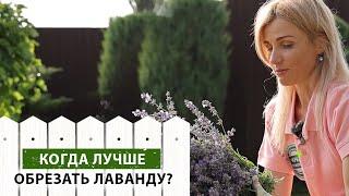 Как добиться повторного цветения ЛАВАНДЫ? Когда и зачем нужно обрезать лаванду