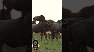 Wildebeest Grazing #shorts#animals #wildebeest