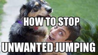 How to Train your DOG NOT to JUMP