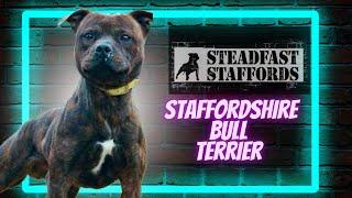 Staffordshire Bull Terriers - Brian Austin from Steadfast Staffords