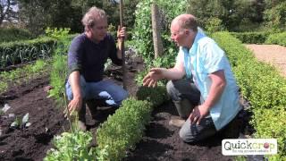 How To Grow Oca