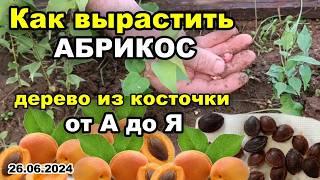 РЕЗУЛЬТАТ посадки КОСТОЧКИ абрикоса. Как вырастить АБРИКОС. Дерево из косточки от А до Я. 26.06.2024