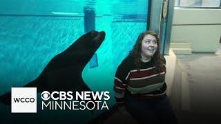 Minnesota Zoo introduces five new sea lions