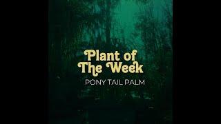  Earth Works Presents: Northeast Florida's Garden Gem - The Magic of Ponytail Palms! "