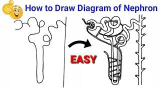 how to draw nephron | how to draw nephron easily | how to draw nephron diagram easily class 10