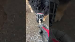 Horse chestnut  100% natural dog treat! #asmr #doglover #equestrian #farrier #horse