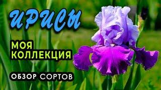 Ирисы бородатые. Обзор сортов моей коллекции