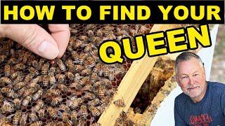 Beekeeping | 6 Tips To Help Find Your Queen