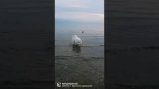 Азовское море вернулось и самоед пошел купаться 