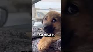 길거리에서 밀쳐진 강아지, 그녀의 손에 안겨 웃었습니다