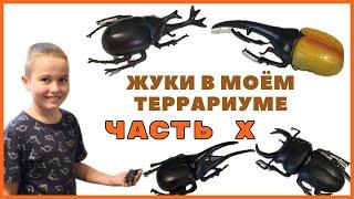 Жуки в моëм террариуме ЧАСТЬ Х: ЖУК-ГЕРКУЛЕС, ЖУК-АТЛАС, ЖУК-ЕДИНОРОГ и другие.