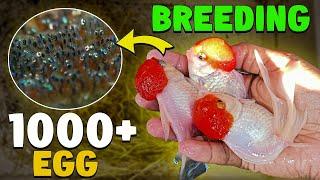 Goldfish Breeding at Home 100% Success