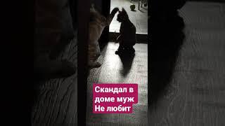 муж не любит сора #семья #измена #котыприколы #декрет #воскресенье