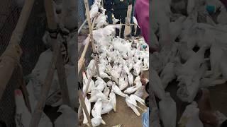 Sehzad Bhai Loni pets market #shorts #pigeon #kabutar #pigeons #kabootar