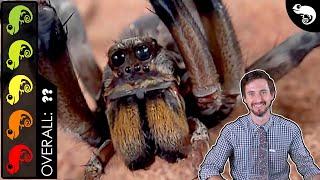 Giant Wolf Spider, The Best Pet Invertebrate?