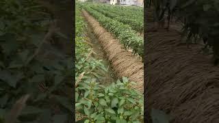 What A Great Idea Pepper Farming #satisfying #shot