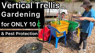 Cheap EASY Trellis for Cucumbers Tomatoes Irrigation Tubing & Protecting Plants from Pest & Shading