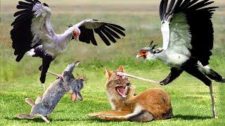 Incredible! The Secretary Bird Uses His Spectacular Kicks To Defeat Rabbit And Jackal