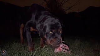 Feeding Our Rottweilers RAW Ribs