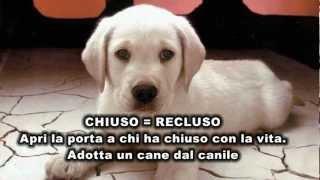 Un vero amico non si compra: se vuoi un cane, adottalo!