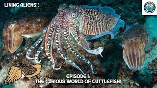 Intelligence, Sneaker Males, and Cuttlebones! All Things Marine Life Podcast Episode 1 - Cuttlefish