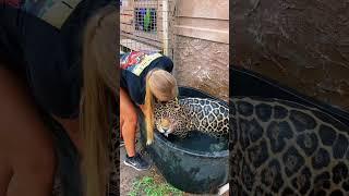Jaguar Bath Time