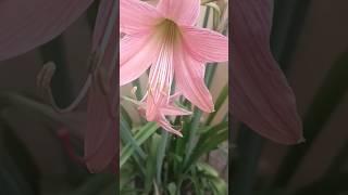 hybrid Lilly | home garden | plants #peacelilly #viralshort #trendingnow  #flora #gardening