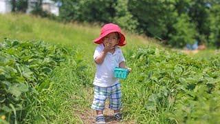 Fishkill Farms: strawberry, cherry and raspberry picking