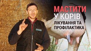 Мастити у корів: лікування та профілактика