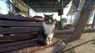 Дом для бездомных котов в Анталии, Турция | House for homeless cats in Antalya, Turkey