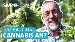 So baut man Cannabis richtig an: Nach der Cannabis-Legalisierung einfach zur eigenen Pflanze