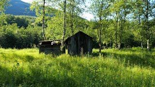 Relaxing nature sounds from the summer forest