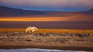 Wrangel Island music by Sergey Orlov