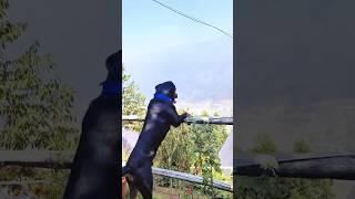 See the Rottweiler's Amazing Adventure in Munnar Today! #dog #viralshort #shorts