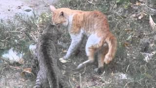 Deadly fight between cats