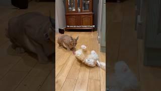 Izjuma went too far… #petsies