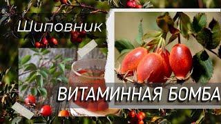 Чем полезен шиповник