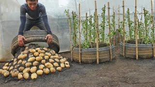 Why didn't I grow potatoes using this method sooner. Produces many bulbs, is very easy to care for