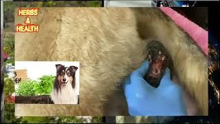 Maggot Removal On DOG || Mangoworms Removal #18