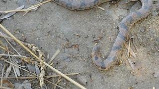 Dangerous Snake | Crushing Wheat Live only on BALOCH info