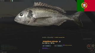 Fisher Online Архипелаг Мадейра - Дорада. Трофейное место. Madeira archipelago