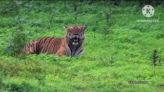 Male Tiger after feeding on Indian Gaur @ Bandipur Tiger Reserves.