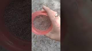 How to use wood ash in your gardens the right way the first time it doubles as a pest deterrent