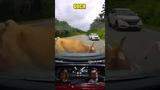 Cows on the road!