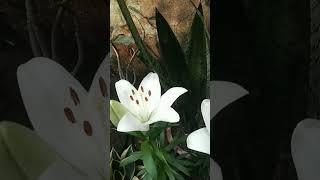 lilium longiflorum || Lilium Lily || Expensive Flower || Unseen Odisha