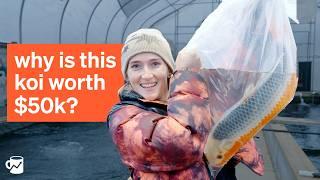 Going to America's largest koi farm to uncover the "luxury fish" market