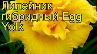 Лилейник гибридный Эгг Йёлк. Краткий обзор, описание характеристик hemerocallis Egg Yolk