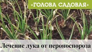 Голова садовая - Лечение лука от пероноспороза